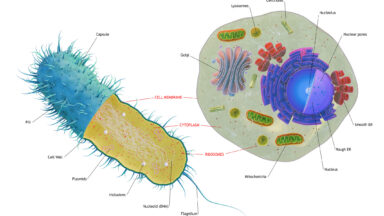 An illustration diagramming the differences between bacterial and eukaryotic cells.