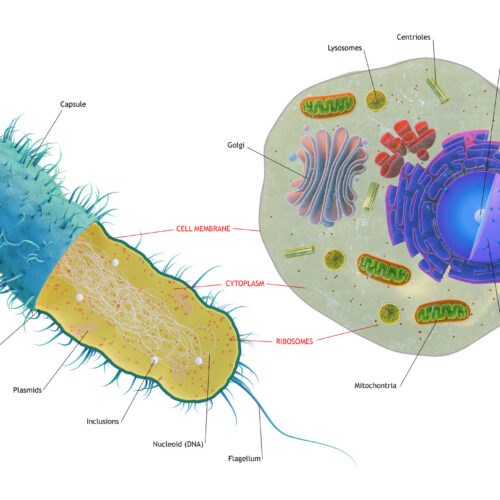 The first complex cells had genes from a complex mix of species