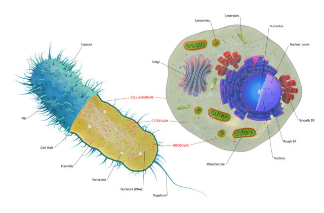 An illustration diagramming the differences between bacterial and eukaryotic cells.