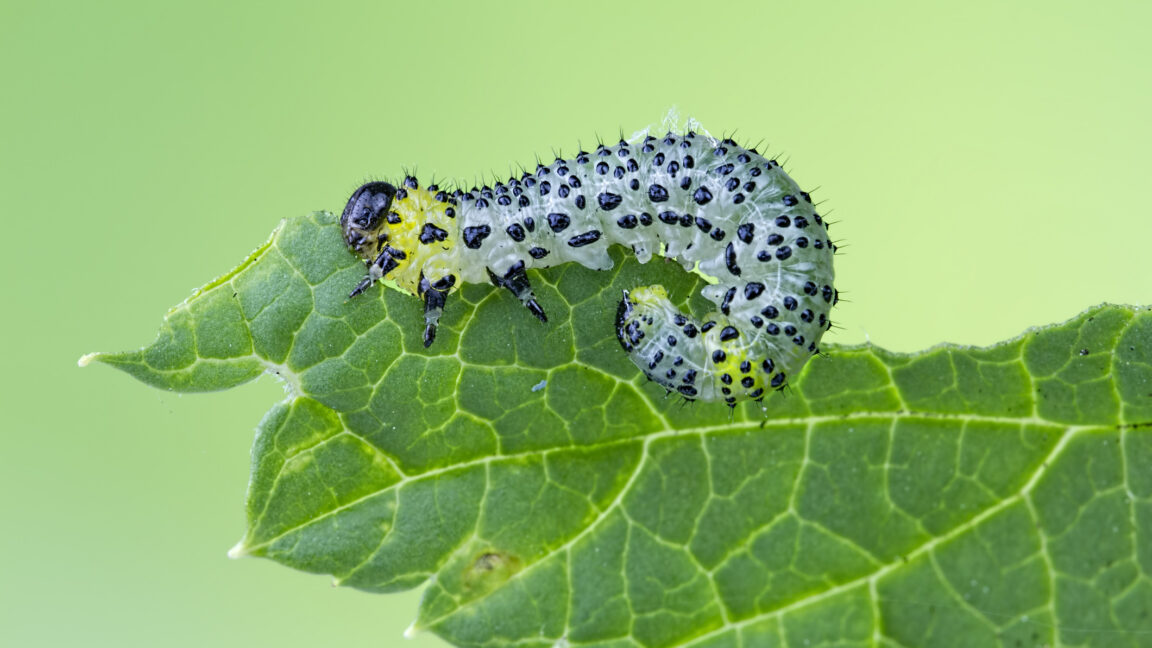 Beans use an immune receptor to call in airstrikes on caterpillars