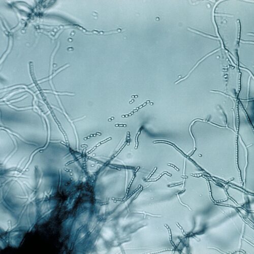 Antibiotic "megacluster" discovery provides new strategy to fight superbugs