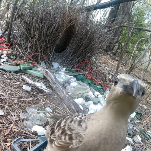 Male bowerbirds hope to dazzle females with bright human-made items