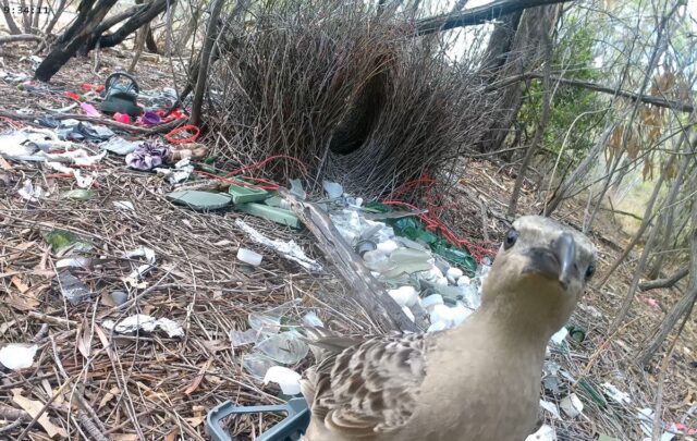 A typical bower built by male great bowerbirds in urban environments, with a male great bowerbird stood with the bower