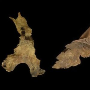 Fragments of the skull (left) and shoulder blades (right) of a woman buried at Loch Borralie, UK