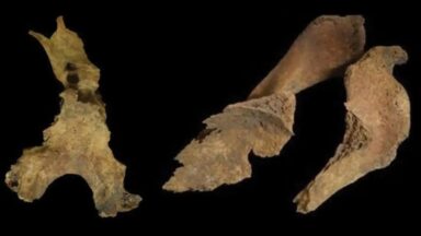 Fragments of the skull (left) and shoulder blades (right) of a woman buried at Loch Borralie, UK