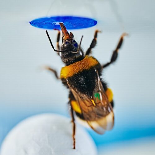 Bumblebees can spontaneously solve problems, study finds