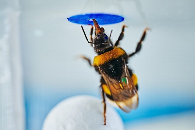 Wide-format image of a bumble bee standing on a ball beneath the artificial flower, illustrating the experimental solution.