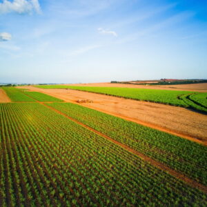 Everyone pays the price as patent holders on seeds stifle innovation