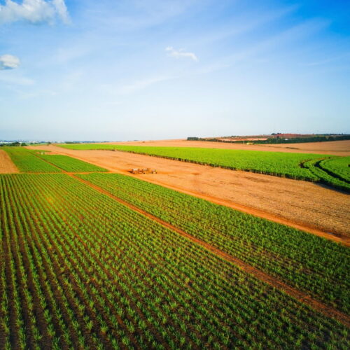 Everyone pays the price as patent holders on seeds stifle innovation