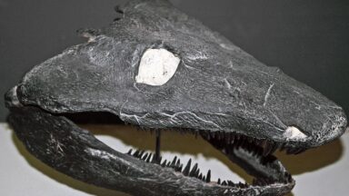 Revising the Evolution Story: Early Tetrapods Defied Tadpole Transformation