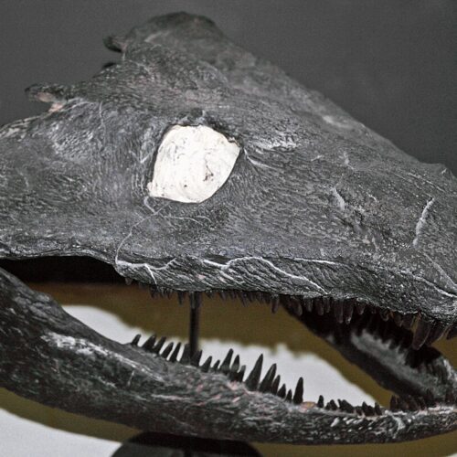 Early land animals skipped the tadpole phase