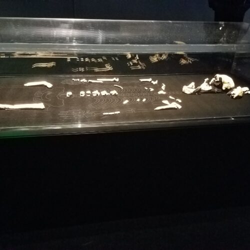 Every Homo naledi we know of is female, and the implications are fascinating