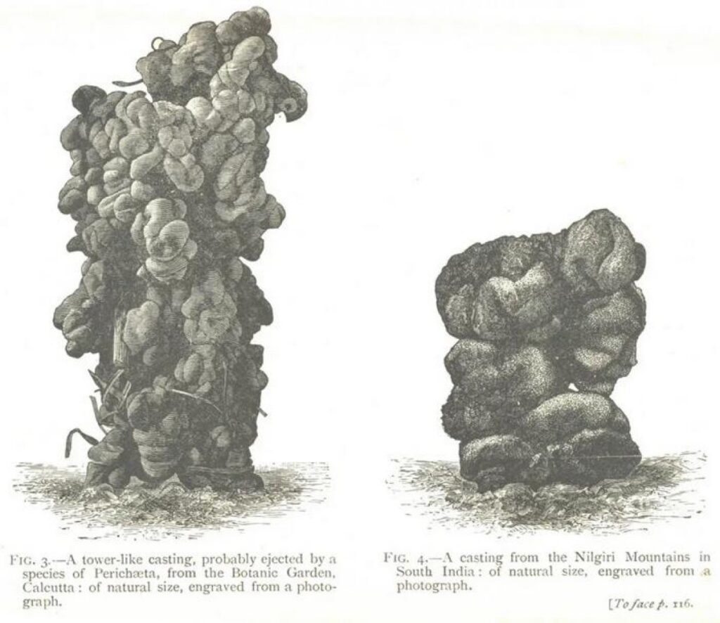 Drawings of earthworm poo from Darwin’s 1881 publication “The formation of vegetable mould through the action of worms, with observations on their habits.”