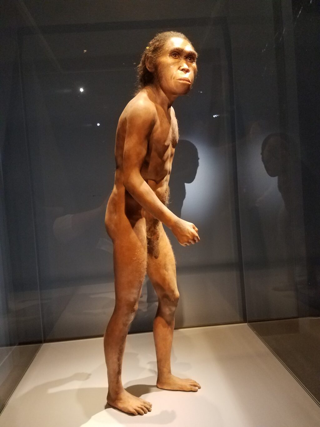 a reconstruction of Homo naledi striking a pose