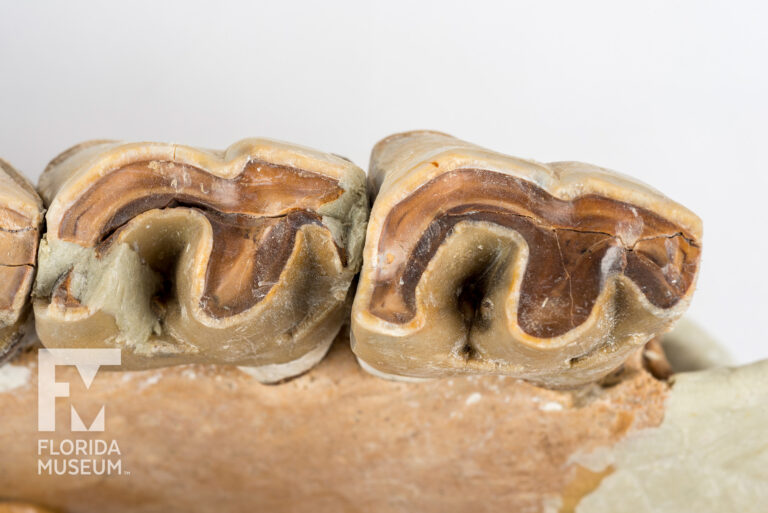 If I had a hammer... it might actually be a rhino tooth - Ars Technica