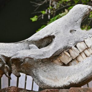 photo of a rhino skull with very large, solid-looking molars.