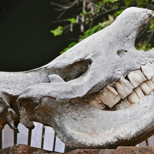 If I had a hammer... it might actually be a rhino tooth