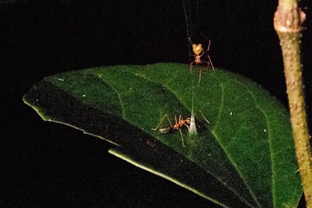 A ballista spider waits for a green tree ant to bite the cone of its web and spring the snare