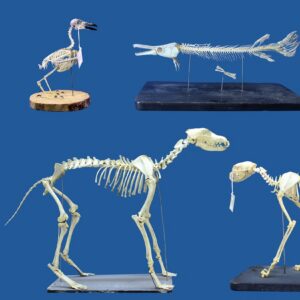 Cleaned skeletal specimens using superworms. Top from left to right: Rook, Alligator Gar, Eurasian Eagle Owl, Bottom from left to right: Gray Wolf, Wild Cat.