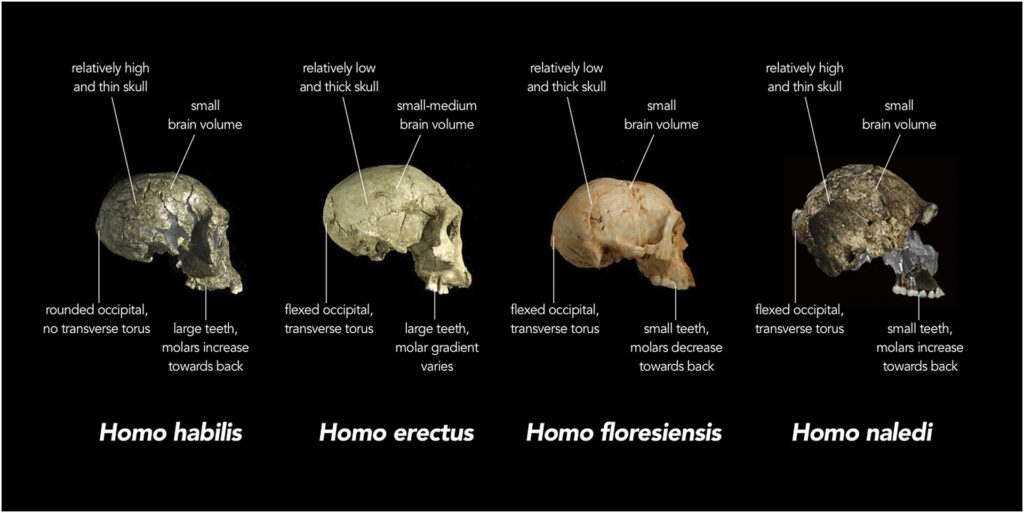 chart showing different skull features of four hominin species