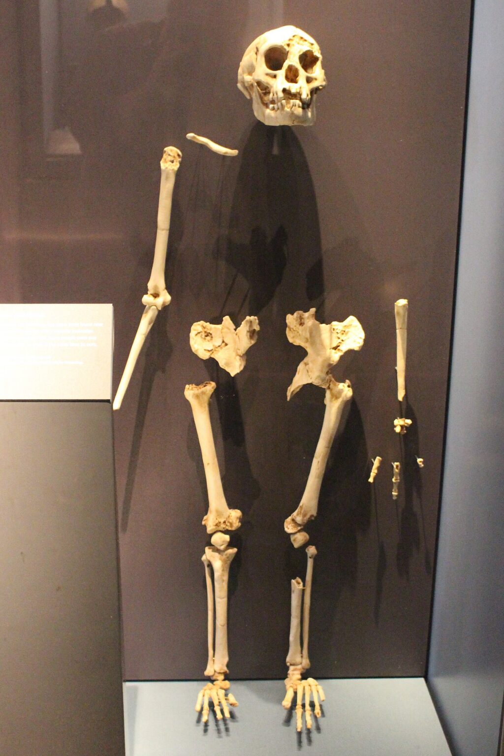photo of a partial hominin skeleton in a display case