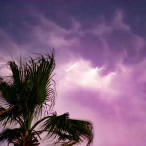 lightning in the clouds behind a wind-blown palm tree.