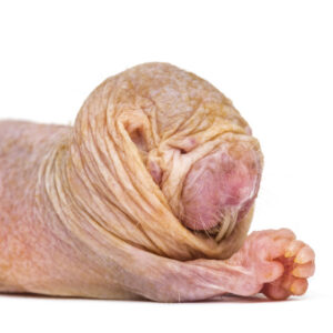 Naked mole-rat queens use a chemical signal to suppress fertility in rivals