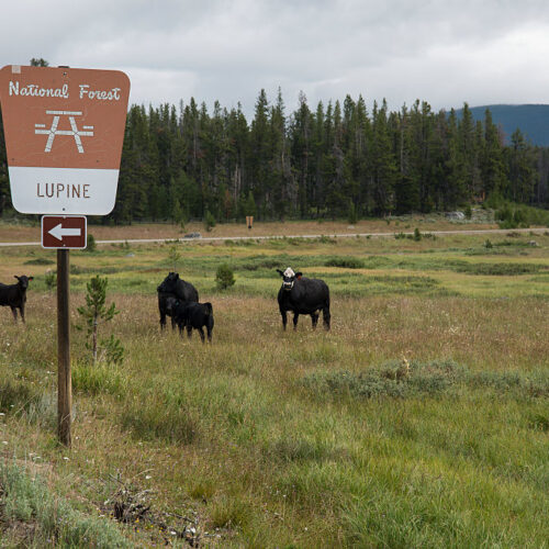 Overhaul of public lands grazing regulations seeks to cut public involvement