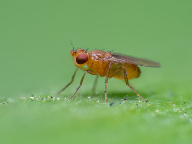 a fruit fly standing in the center of a large green leaf.