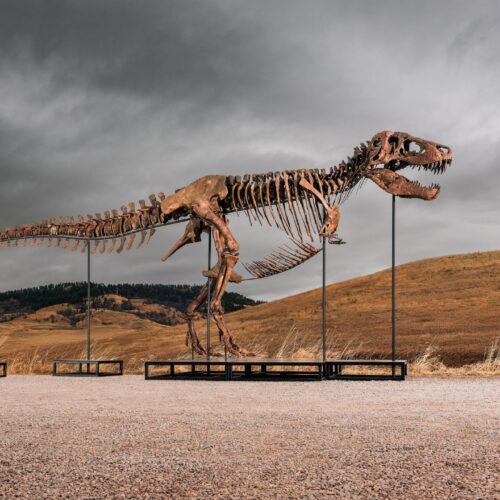Sotheby's big T. rex auction raises concerns hype and wealth are upending science
