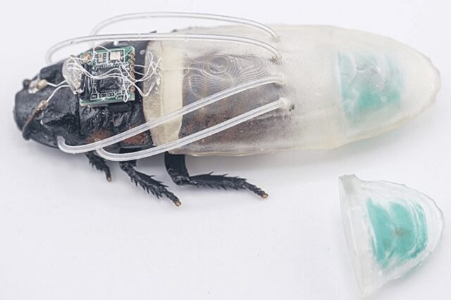 Amphibious cyborg cockroach