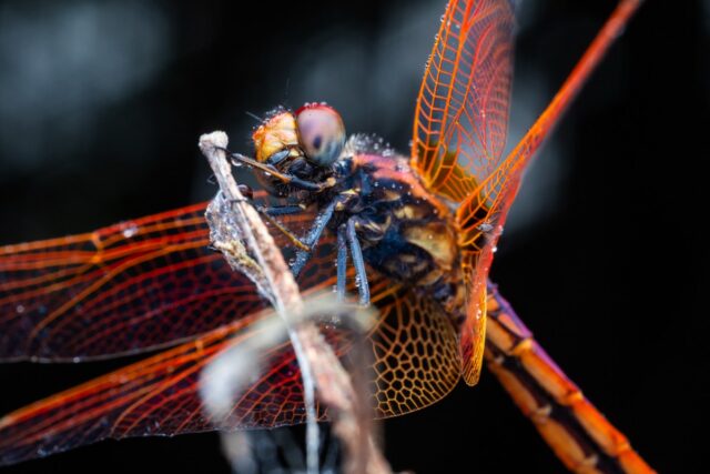 Dragonflies maneuver like fighter pilots
