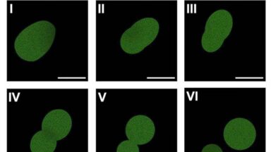 A series of images with a black background and greenish ovals in each. In many cases, the ovals are pinching off to form two smaller ovals.