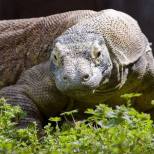 photo of a Komodo dragon