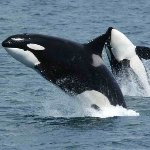 Orcas team up to ram sunfish until they explode