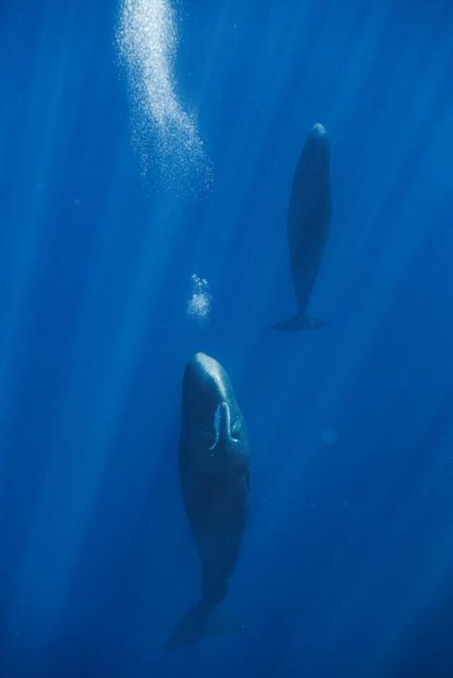 Sperm Whale at rest underwater un vertical position, with bubbles just above them