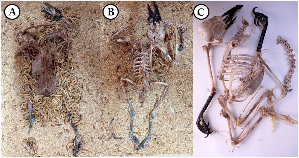 Sequential cleaning of a Hooded Crow (Corvus cornix) specimen by superworms
