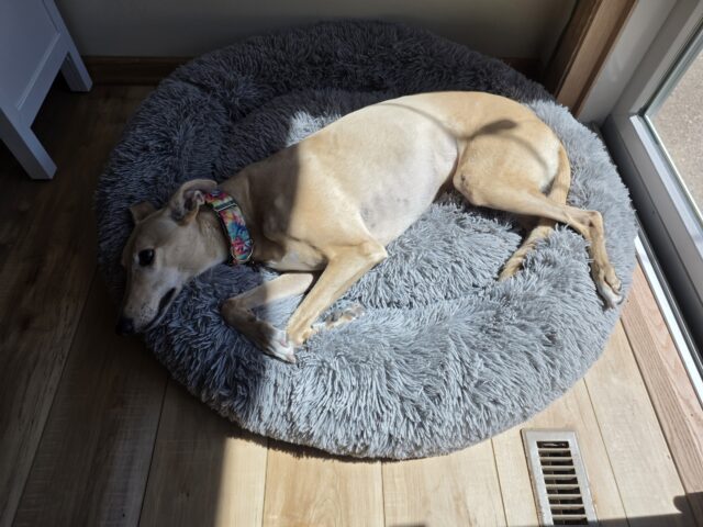 Dog in shadow with Z Fold 8 Ultra