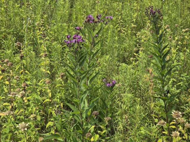 Wildflowers zoomed with Z Fold 8 Ultra