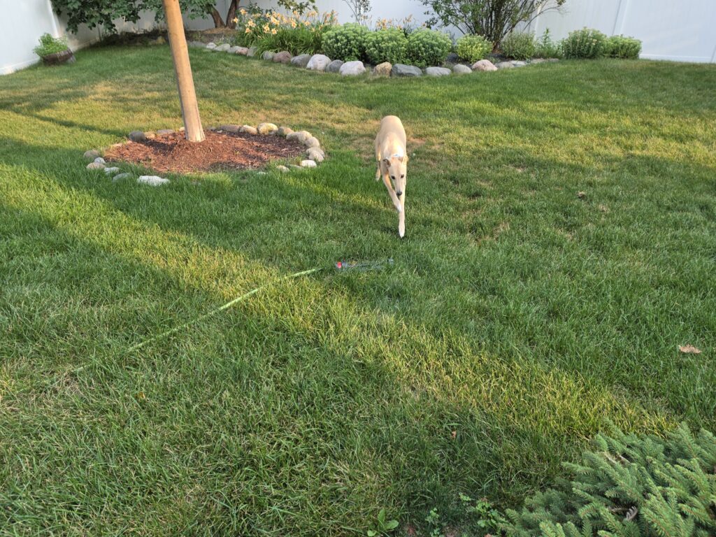 Dog running with Z Fold 8 Ultra