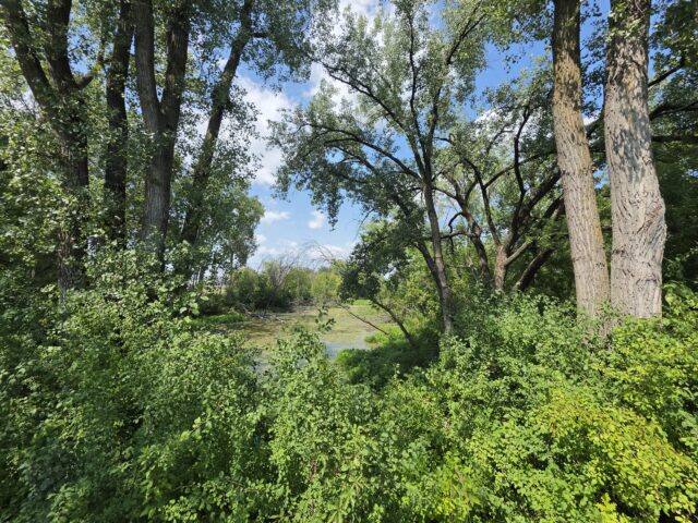 Wooded area with Z Fold 8 Ultra