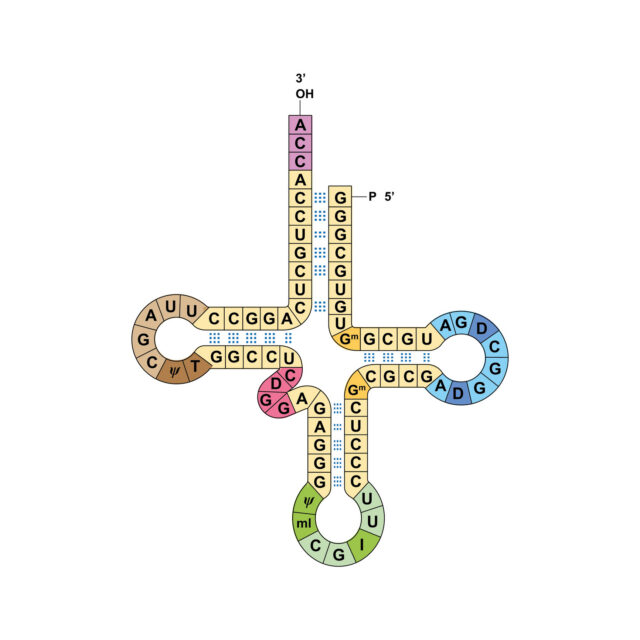 Image of a series of letters within colored blocks, tracing out a four pointed star shape.