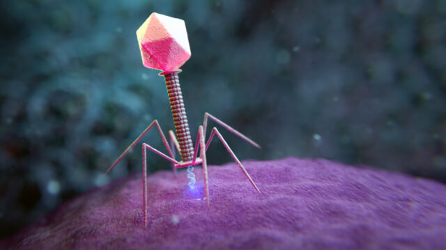 Large genome models used to design new viruses
