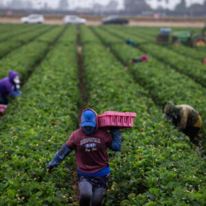 As temperatures get hotter, pesticides are more dangerous to farmworkers