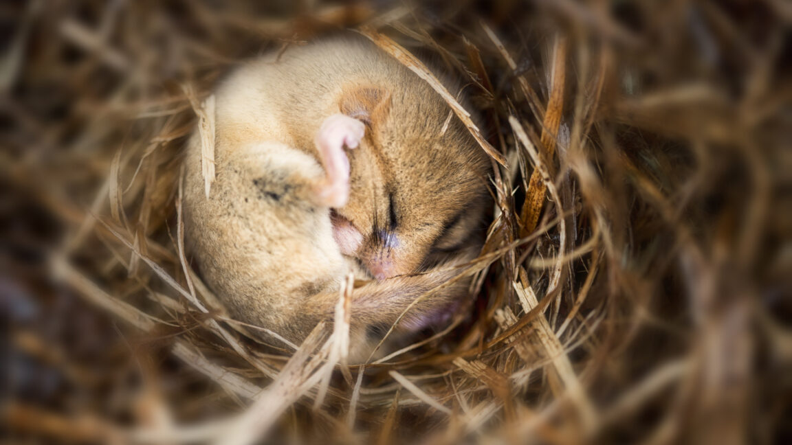 Putting mice into hibernation causes a major loss of synapses