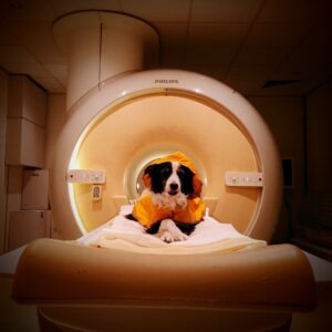 Dogs can tell if you’re scared or sad