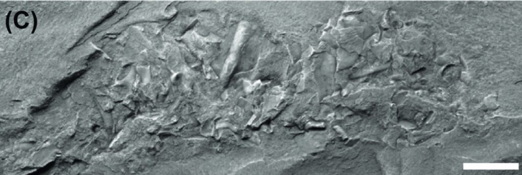Macroscopic coprolite preserving shell fragments from the Buen Formation (Cambrian Series 2), Greenland. PMU 22887.