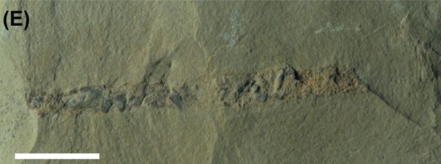 Macroscopic coprolite preserving three-dimensional fecal pellets from the Ruin Wash Lagerstätte, Pioche Formation (Cambrian Series 2, Stage 4), Nevada, USA. CMC IPC 103497.