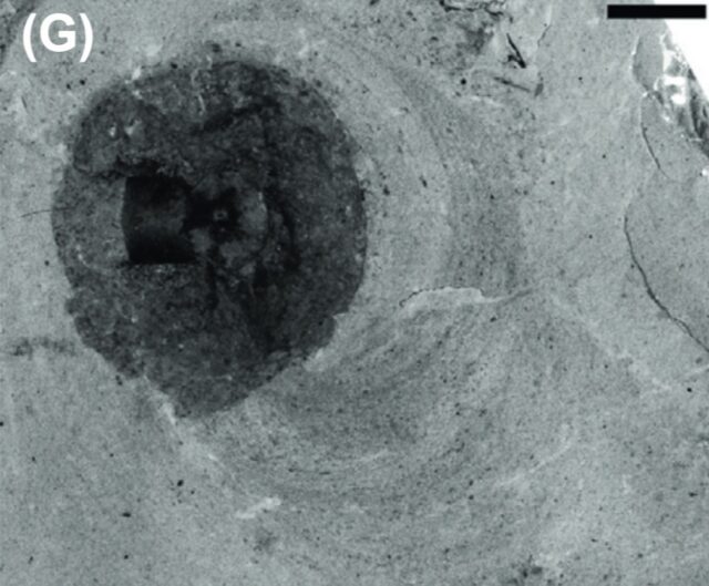 Spreiten-burrows associated with macroscopic coprolite, view from above containing valve (or valves) of the prey under worm cuticle (not discernible), with spreiten to the lower right from the Ravens Throat River Lagerstätte, Rockslide Formation (Miaolingian, Drumian), Canada. TMP 2013.101.0436.