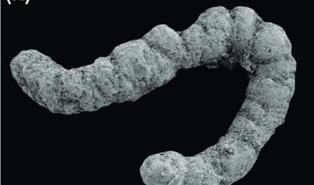 Did poop enable the evolution of complex animals?